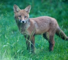 Garden Fox Watch: Hiding behind the grass