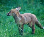 Garden Fox Watch: Profile of a fox