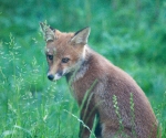 Garden Fox Watch: Thoughtful