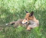 Garden Fox Watch: Warm