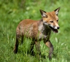 Garden Fox Watch: Enthusiasm