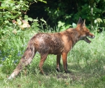 Garden Fox Watch: 