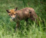 Garden Fox Watch: In the long grass