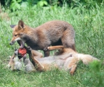 Garden Fox Watch: The tackle