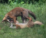 Garden Fox Watch: Paw-ball