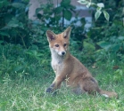 Garden Fox Watch: This is my best side, you know