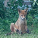 Garden Fox Watch: Not the most dignified