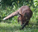 Garden Fox Watch: Stalking