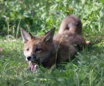 Garden Fox Watch: Flop!