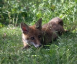 Garden Fox Watch: The Princess Diana look
