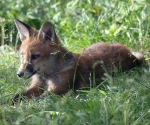 Garden Fox Watch: Sprawled