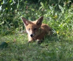 Garden Fox Watch: Huge ears