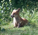 Garden Fox Watch: Panting