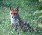 Garden Fox Watch: Vixen on watch