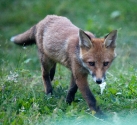 Garden Fox Watch: Tiptoe through the... er, weeds, actually