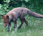 Garden Fox Watch: Searching