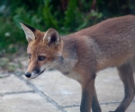 Garden Fox Watch: A closer study