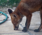 Garden Fox Watch: Mmm, tasty patio
