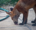 Garden Fox Watch: No, I have no idea either