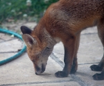 Garden Fox Watch: Scent of a stone