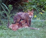 Garden Fox Watch: The Milk Bank of Mum