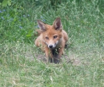Garden Fox Watch: ... and I shall watch it