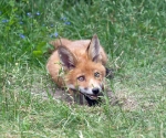 Garden Fox Watch: None shall pass!