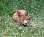 Garden Fox Watch: All I need is patience