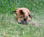 Garden Fox Watch: Getting bored now