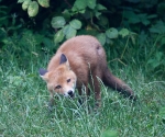 Garden Fox Watch: Fascinating grass