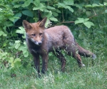 Garden Fox Watch: Cute and fluffy (I)