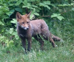Garden Fox Watch: Cute and fluffy (II)