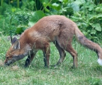 Garden Fox Watch: Investigation