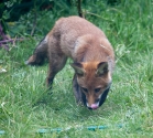 Garden Fox Watch: Was that a tasty hose?