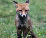 Garden Fox Watch: Ears