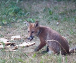 Garden Fox Watch: Jam today?