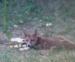 Garden Fox Watch: Bread and cheese