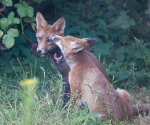 Garden Fox Watch: Am I boring you?