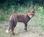 Garden Fox Watch: Too bright out there