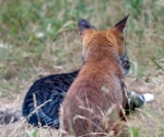 Garden Fox Watch: A strange hybrid
