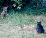 Garden Fox Watch: Stand-off across the cheese