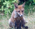 Garden Fox Watch: Contemplation