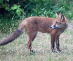Garden Fox Watch: Adolescent