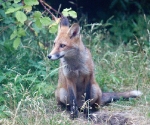 Garden Fox Watch: Guarding the hole