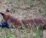 Garden Fox Watch: I _think_ this was a gardening glove