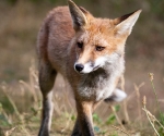 Garden Fox Watch: The foxtrot