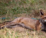 Garden Fox Watch: Taking the sun