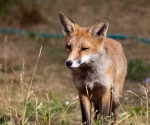 Garden Fox Watch