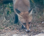 Garden Fox Watch: Closer