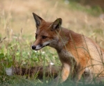 Garden Fox Watch: Dappled